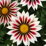 GAZANIA NEW DAY ROSE STRIPE