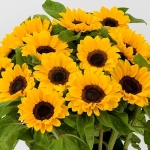 HELIANTHUS VINCENT'S CHOICE