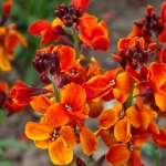 WALLFLOWER SUGAR RUSH ORANGE F1