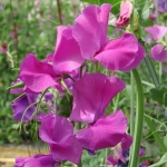 SWEET PEA SIR CLIFF