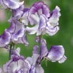 SWEET PEA NIGHT SKY