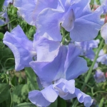 SWEET PEA CHRIS HARROD