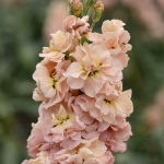 STOCKS APRICOT PUNCH