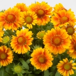 GAILLARDIA SIMPLE SIMON PEACH