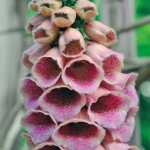 DIGITALIS MERTONENSIS SUMMER KING