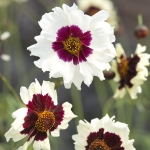 COREOPSIS INCREDIBLE SWIRL