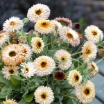 CALENDULA PYGMY BUFF