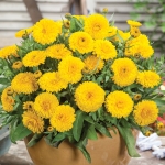 CALENDULA CANDYMAN YELLOW