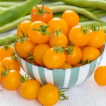 TOMATO SUNGOLD