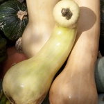 SQUASH BUTTERNUT TAHITI MELON