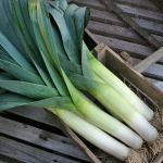 LEEK BELOW ZERO F1