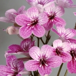 STREPTOCARPUS CELEBRATION