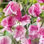 SWEET PEA PANDEMONIUM