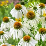 ECHINACEA WHITE SWAN