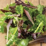 BABY SALAD LEAVES STARSTRUCK MIXED