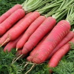 CARROT REDSUN