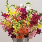 ANTIRRHINUM CHANTILLY MIXED F1