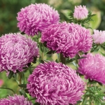 ASTER LILAC ROSE