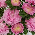 ASTER LOVE ME TENDER