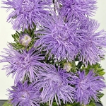 ASTER GIANT QUILLED SILVERY LILAC