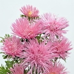 ASTER GIANT QUILLED SOFT PINK