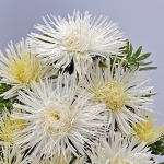 ASTER GIANT QUILLED WHITE