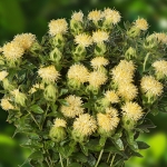 CARTHAMUS ICE CREAM