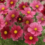 COSMOS ANTIQUITY