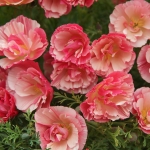 ESCHSCHOLZIA RASPBERRY FOOL