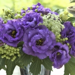 EUSTOMA CORELLI BLUE F1