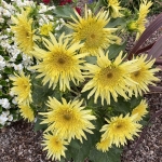 HELIANTHUS LEMON CUTIE