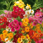 NEMESIA FANDANGO MIXED