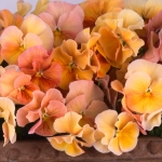 PANSY CAMEO CREAM F1