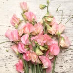 SWEET PEA SPRING SUNSHINE PEACH