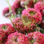 RANUNCULUS CLONI PON PON FANNY
