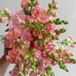 ANTIRRHINUM CHANTILLY DELIGHT MIXED