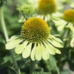 ECHINACEA ALAN'S PRIDE