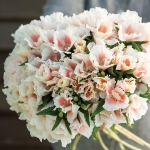 GODETIA GRACE SHELL PINK