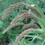 SETARIA HYLANDER
