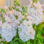 STOCKS STOX ROMANCE SILVER