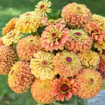 ZINNIA QUEEN LIME ORANGE