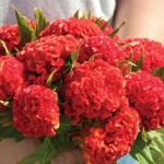 CELOSIA CHIEF PERSIMMON