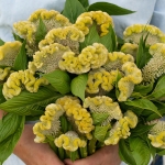 CELOSIA LEMON LIME