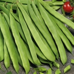 DWARF BEAN NASSAU
