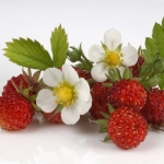 STRAWBERRY MIGNONETTE