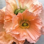 PAPAVER COLIBRI ROSA CHIARO PASTELLO