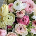 RANUNCULUS ELEGANCE SFUMATO