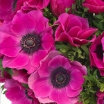 ANEMONE MISTRAL FUCHSIA