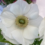 ANEMONE MISTRAL BIANCO
