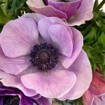 ANEMONE MISTRAL MILKA